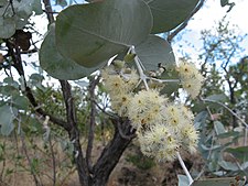flower buds and flowers Eucalyptus shirleyi.jpg