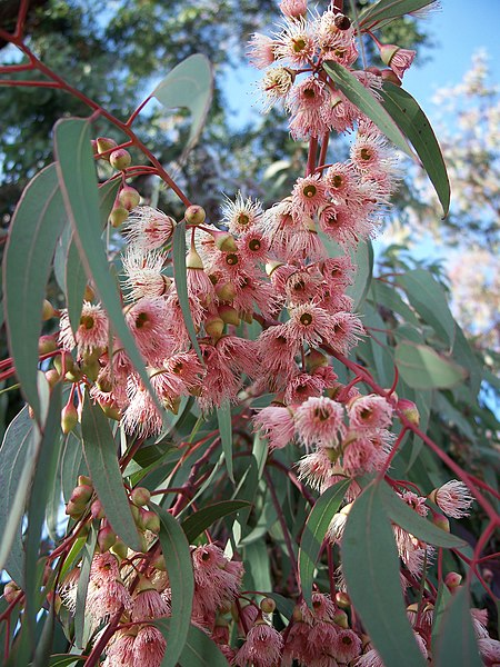 File:Eucalyptus torquata-1.jpg