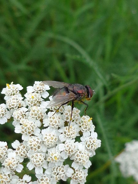 File:Eudasyphora cyanella 01.JPG