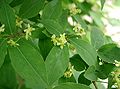 Détail des feuilles et fleurs de Euonymus alatus