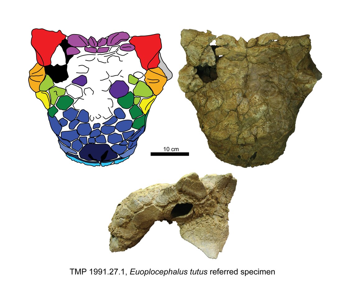 Euoplocephalus