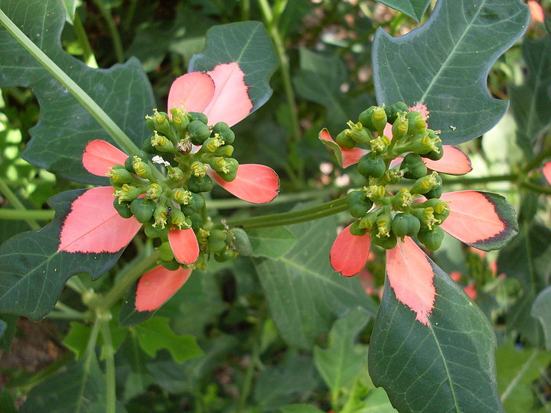 File:Euphorbia cyathophora (3392729401).jpg