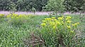 Euphorbia palustris; Fürstenwald bei Hohenau an der March, district Gänserndorf, Lower Austria; in a swamp