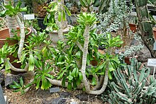 Euphorbia poissonii - موزه غذا و کشاورزی - Setagaya ، توکیو ، ژاپن - DSC09878.jpg