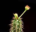 Euphorbia viguieri var. ankarafantsiensis