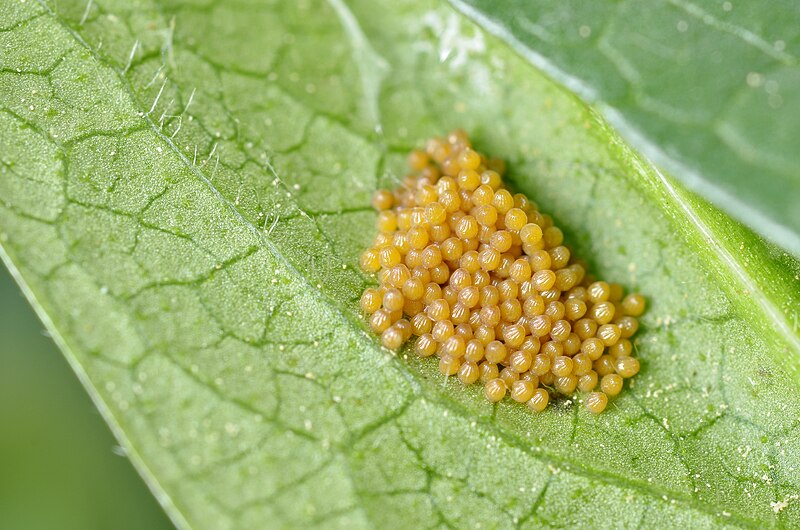 File:Euphydryas aurinia eggs2.jpg