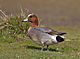 Eurasian Wigeon - male.jpg