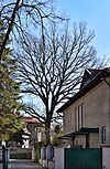 European oak (Quercus robur L.), 25 Sienkiewicza street, Kraków, Poland.jpg