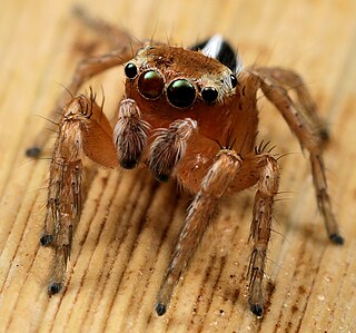 <i>Evarcha acuta</i> Species of spider