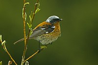 Eversmann's Redstart - Kazakistan S4E3844 (19357362412).jpg