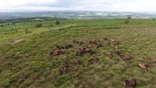 Fichier : Poneys Exmoor (Equus ferus caballus) dans Somerset.webm