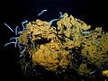 Swarms of small synaphobranchid eels, Dysommina rugosa, live in the crevices on the summit of Nafanua. Scientists dubbed this site "Eel City."