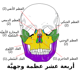 Facial skeleton -ar.svg