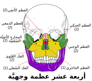 Facial skeleton -ar.svg