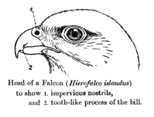 Nákres hlavy raroha loveckého s vyznačeným zejkem (2)