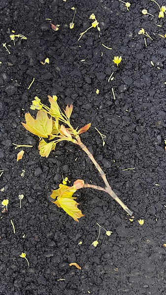 File:Fallen branch - Arlington, MA 2.jpg