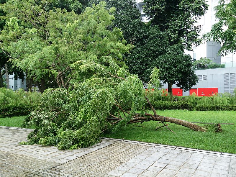 File:Fallen tree 1.jpg