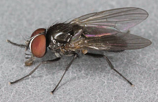<i>Fannia serena</i> Species of fly