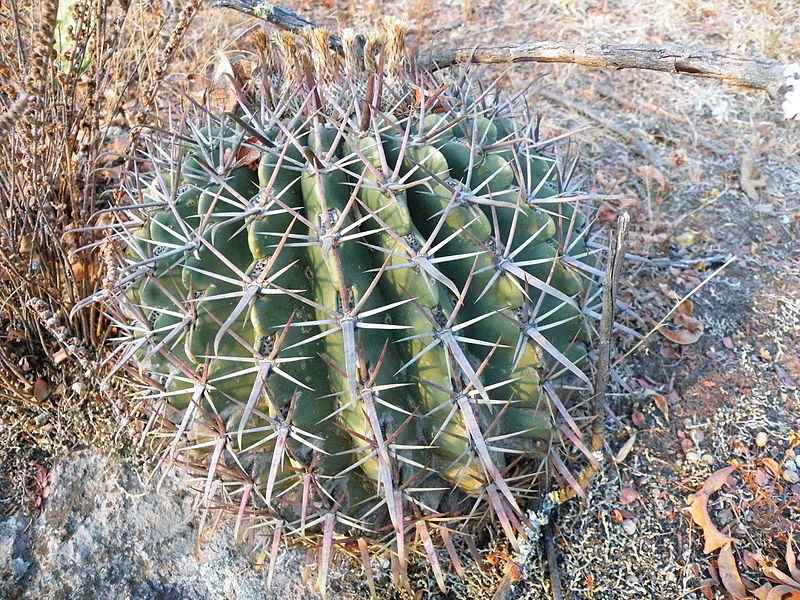 File:Ferocactus recurvus ssp. greenwoodii (5751526777).jpg