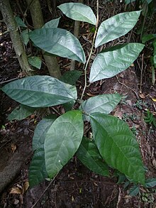 Ficus asperifolia.jpg