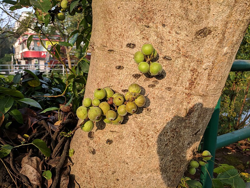 File:Ficus racemosa 07.jpg