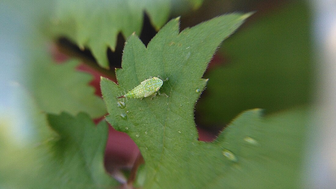 File:Fieberiella florii nymph on a Vitis vinifera leaf-2.jpg