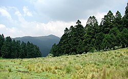 Abies Religiosa