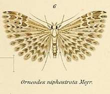 Fig.06-Alucita niphostrota.JPG