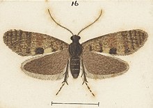 Illustration of M. perisseuta by George Hudson. Fig 16 MA I437908 TePapa Plate-XLVII-The-butterflies full (cropped).jpg