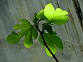 Fig Leaves - Flickr - treegrow.jpg