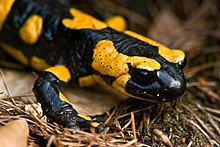 La salamandra común (Salamandra salamandra) es una de las especies características del grupo de los caudados.