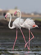 Phoenicopterus roseus (Greater flamingo)