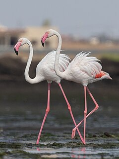 Greater Flamingos at Thyna (Tunisia)