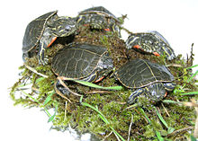 Several baby painted turtles on moss on a light table.