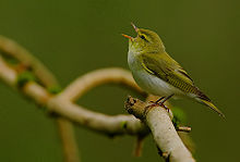 Flickr - Rainbirder - Pouillot siffleur (Phylloscopus sibilatrix) (1) .jpg