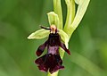 Ophrys insectifera Germany - Blaubeuren