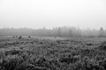 Image 544Foggy afternoon at the fields behind the Bluebird Motel, Machias, Maine, US