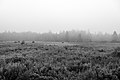 Image 37Foggy afternoon at the fields behind the Bluebird Motel, Machias, Maine, US