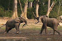 Animals such as elephants have complex societies. Here, two males struggle for dominance. Forest elephant group 8 (6841413452).jpg