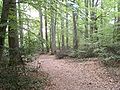 Thumbnail for Forest of Tronçais
