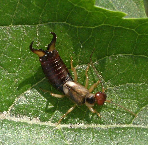 File:Forficula auricularia (male).jpg