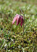 Fargefotografi av en plante med kronblader flekket med rosa og lilla.