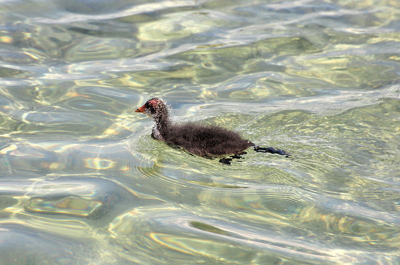 File:Fulica atra (Küken) - Obersee-Rapperswil-Holzbrücke 2011-05-28 15-52-26.jpg