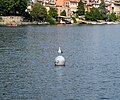 * Nomination: Gabbiano sul lago di Piediluco --Piediluco 07:03, 30 July 2023 (UTC) * * Review needed