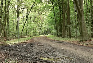 Muddy forest path in the Gaim