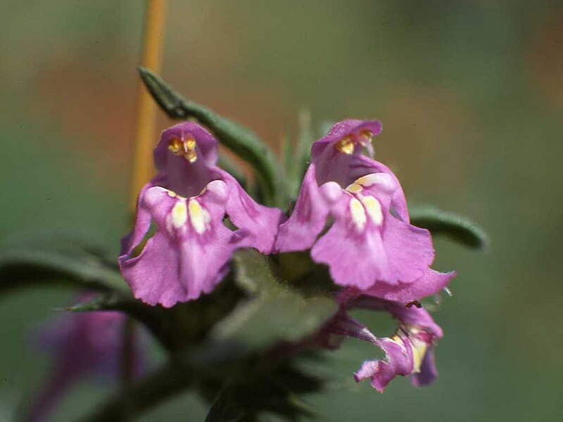 File:Galeopsis ladanum 001.jpg