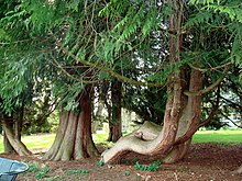 Un vieux thuya géant aux multiples troncs dans un parc.