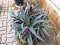 Tradescantia spathacea