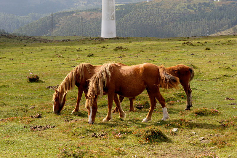 File:GaritaDeHerbeira 2014-09c.jpg