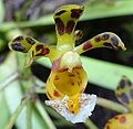 Gastrochilus calceolaris (Bhutan)